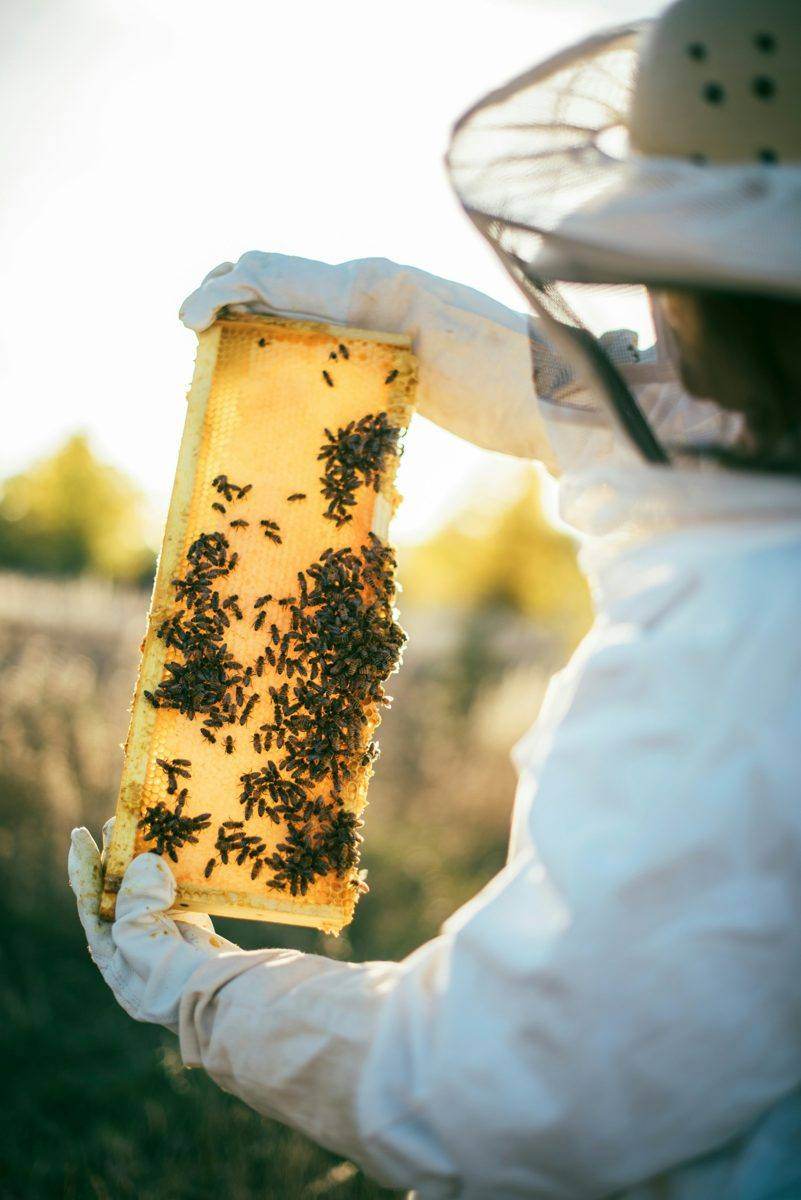 A beekeeper holding up a honeycomb frame covered in bees